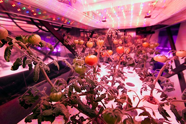 植物照明前景看好，科技巨頭們跨行“種菜”